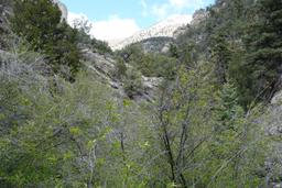 Daylight, with a view of ward mountain [sun may 24 15:45:22 mdt 2015]